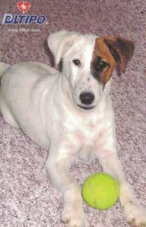 2006 pes s míčkem