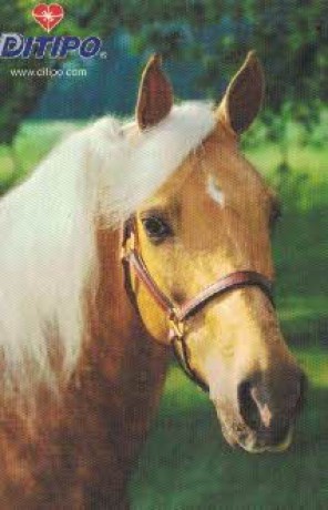 2007 kůň-zelené kal.