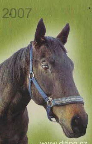 2007  černý kůň