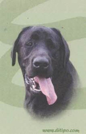 2008 černý pes