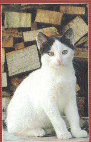 2010 kočka