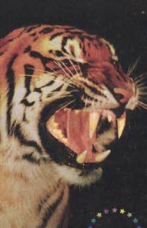 1998 tygr - ruský