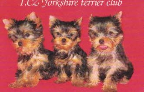 Yorkshire terrier club