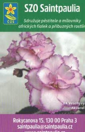 SZO Saintpaulia