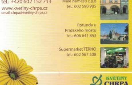 květiny Chrpa