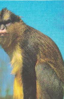 1990 opice - ruský