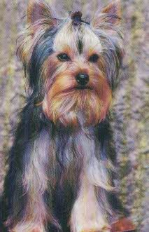 Yorkie 1